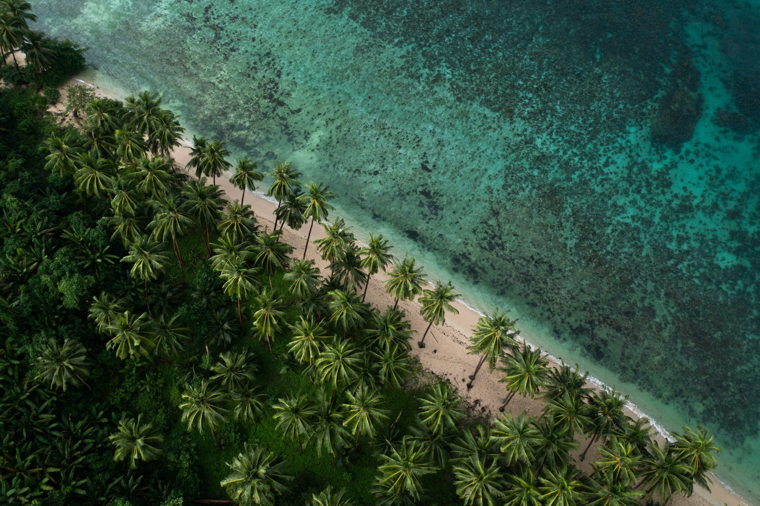 tropical beach with blue water and palm trees